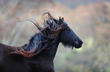 The Best of Times - Images of Rural Australia by Zoe Phillips