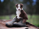 The Best of Times - Images of Rural Australia by Zoe Phillips