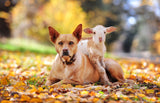 The Best of Times - Images of Rural Australia by Zoe Phillips